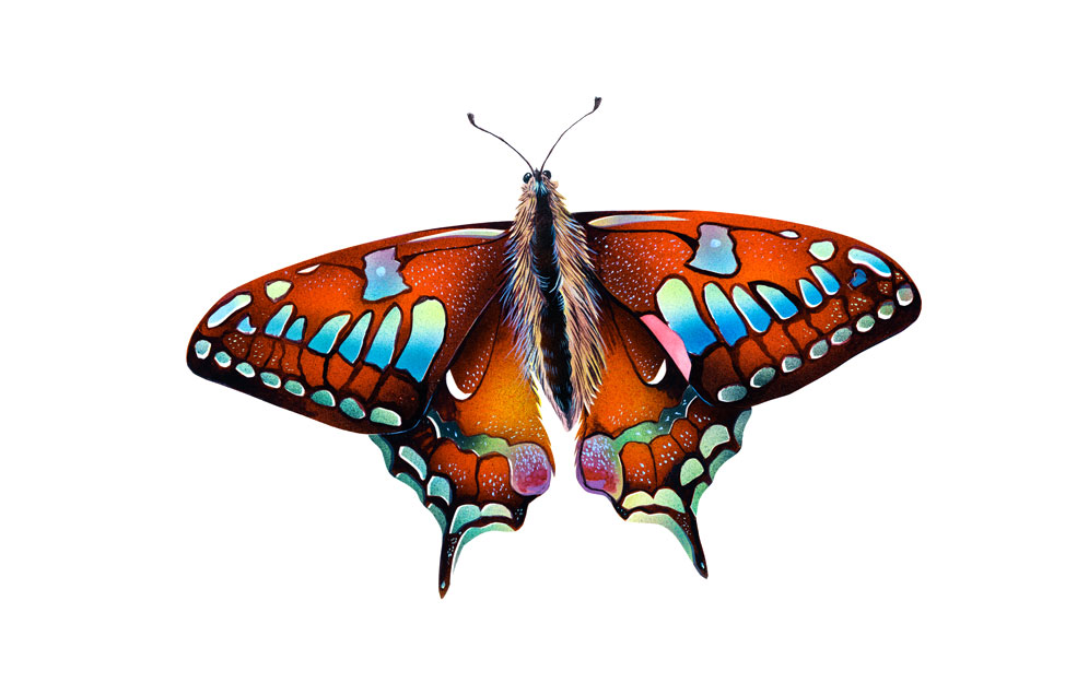 Ilustraciones aerógrafo, acuarela ...