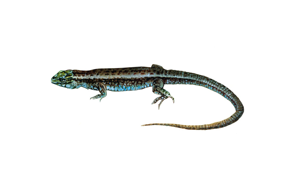 Ilustraciones aerógrafo, acuarela ...